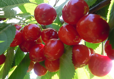 瓜果飘香 夏日水果的魅力与健康