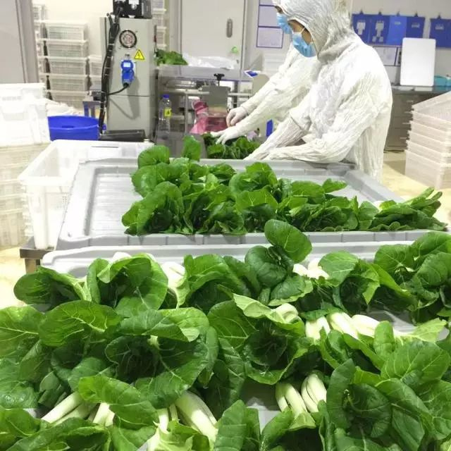 金砖国宴上的绿色奇迹 LED植物工厂如何颠覆传统农业